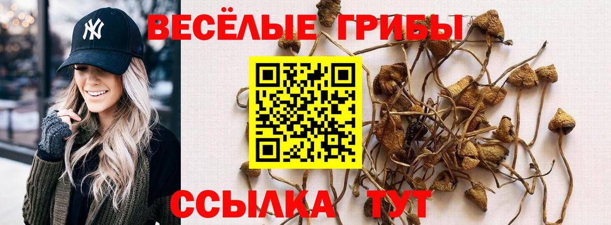 Псилоцибиновые грибы GOLDEN TEACHER  Псилоцибиновые грибы GOLDEN TEACHER  Владикавказ  Вход с VPN 